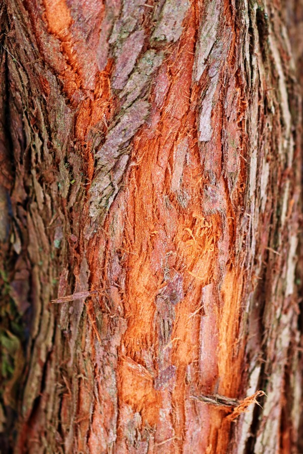 Dawn Redwood Bark Abstract by Deb Oppermann